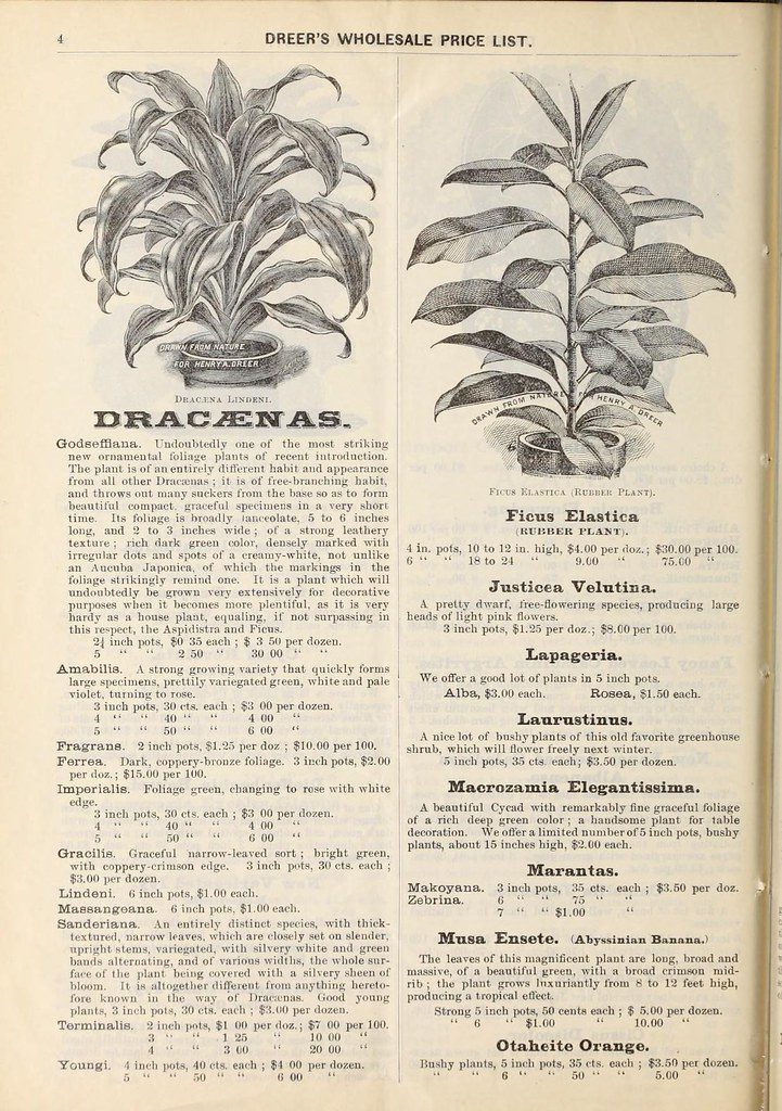 Dracaena Seeds