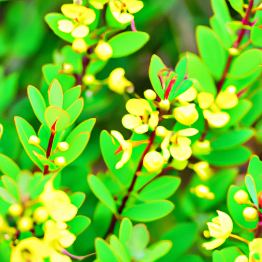 An image showcasing a vibrant Thryallis shrub in full bloom, with its delicate yellow flowers contrasting against its glossy green leaves
