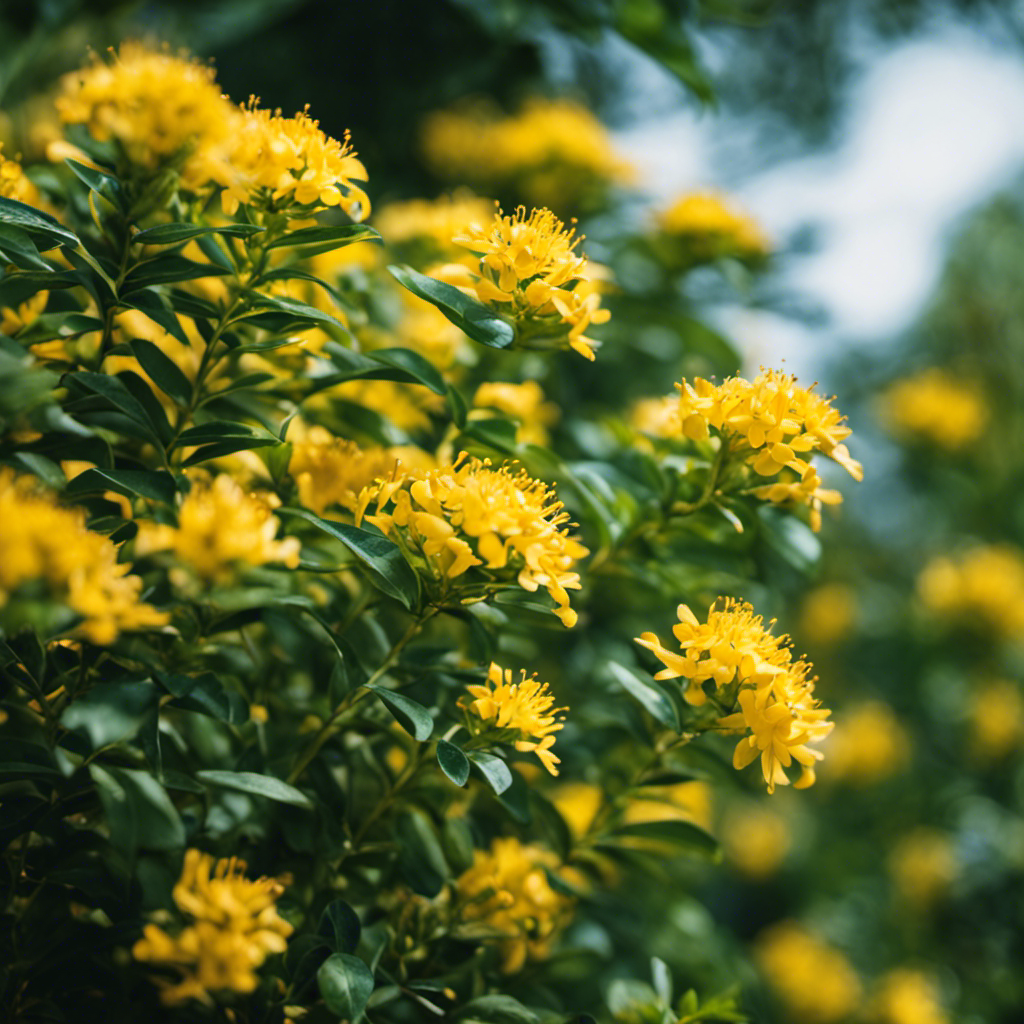 An image showcasing a vibrant Thryallis shrub in full bloom, with its delicate yellow flowers contrasting against its glossy green leaves