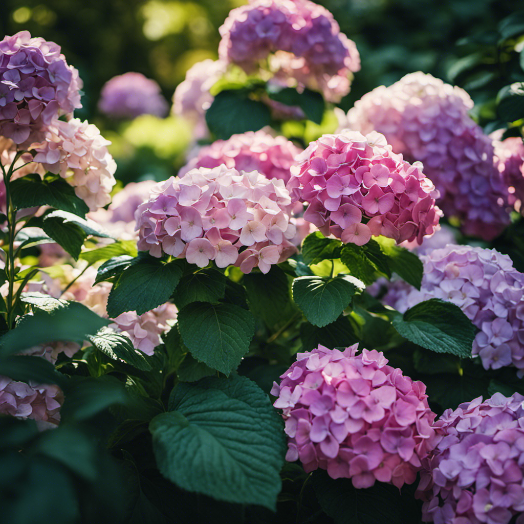 An image showcasing a lush shade garden filled with vibrant hydrangeas in various hues: delicate pastel pinks, rich purples, and creamy whites