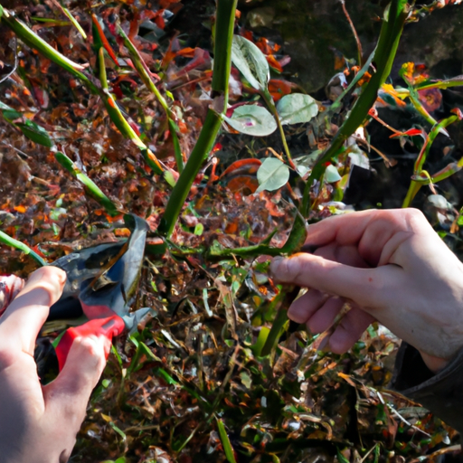 An image depicting a gardener delicately selecting scion and rootstock cuttings from healthy rose bushes